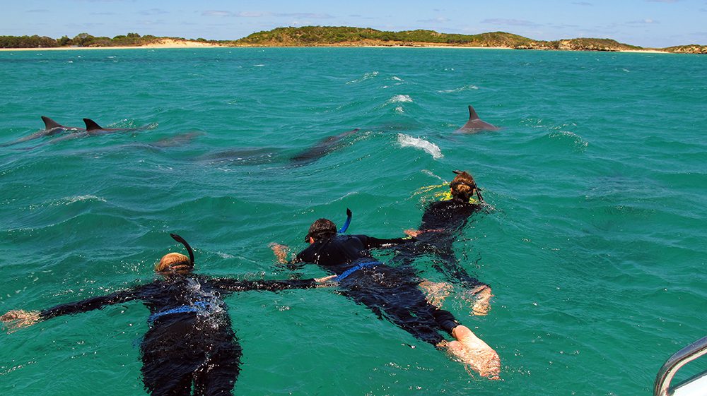 Students snorkel with dolphins at Penguin Island, Perth