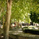 A pathway lined with green trees on the Curtin Bentley campus