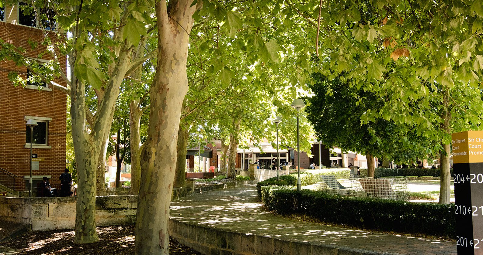 A pathway lined with green trees on the Curtin Bentley campus
