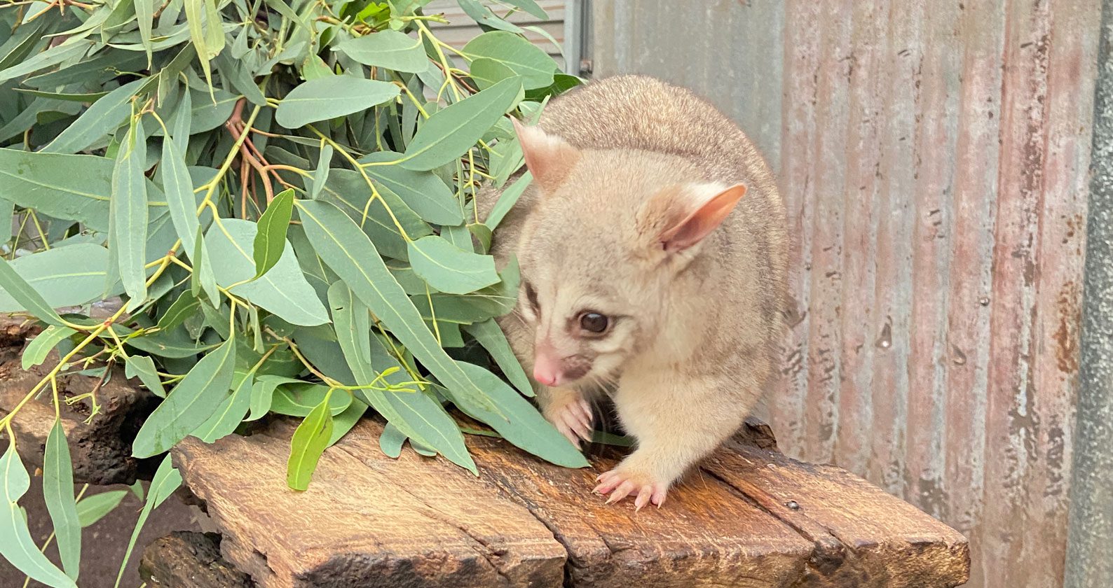 A possum beside some eucalyptus leaves.