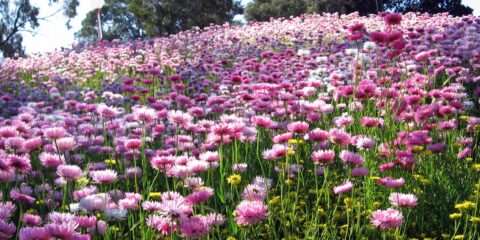 A field of bright pink and white everlasting flowers at Kings Park.