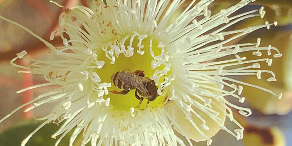 Image for Marri trees a lifeline for many native bee species in biodiversity hotspot