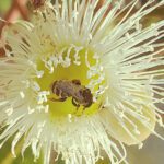 Marri trees a lifeline for many native bee species in biodiversity hotspot