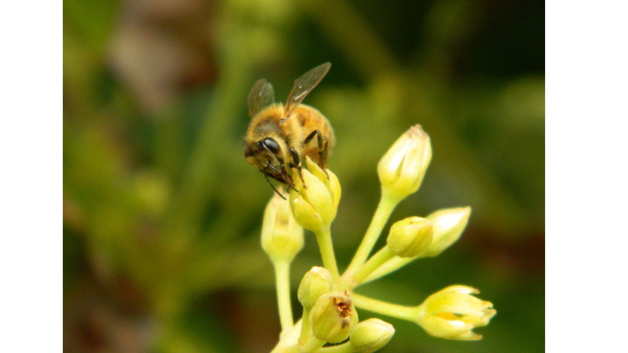 European honeybee (Apis mellifera) on a closed avocado flower.