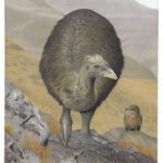 New Zealand's iconic moa bird