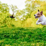 Man’s best friend may be nature’s worst enemy, study on pet dogs finds