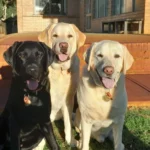 From left to right: Wayne, Olly and Stewart, three Labrador Retriever dogs playing together at the park.