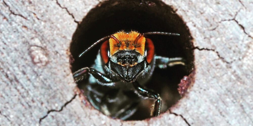 Fitness fight: native bees struggle against invasive honey bee