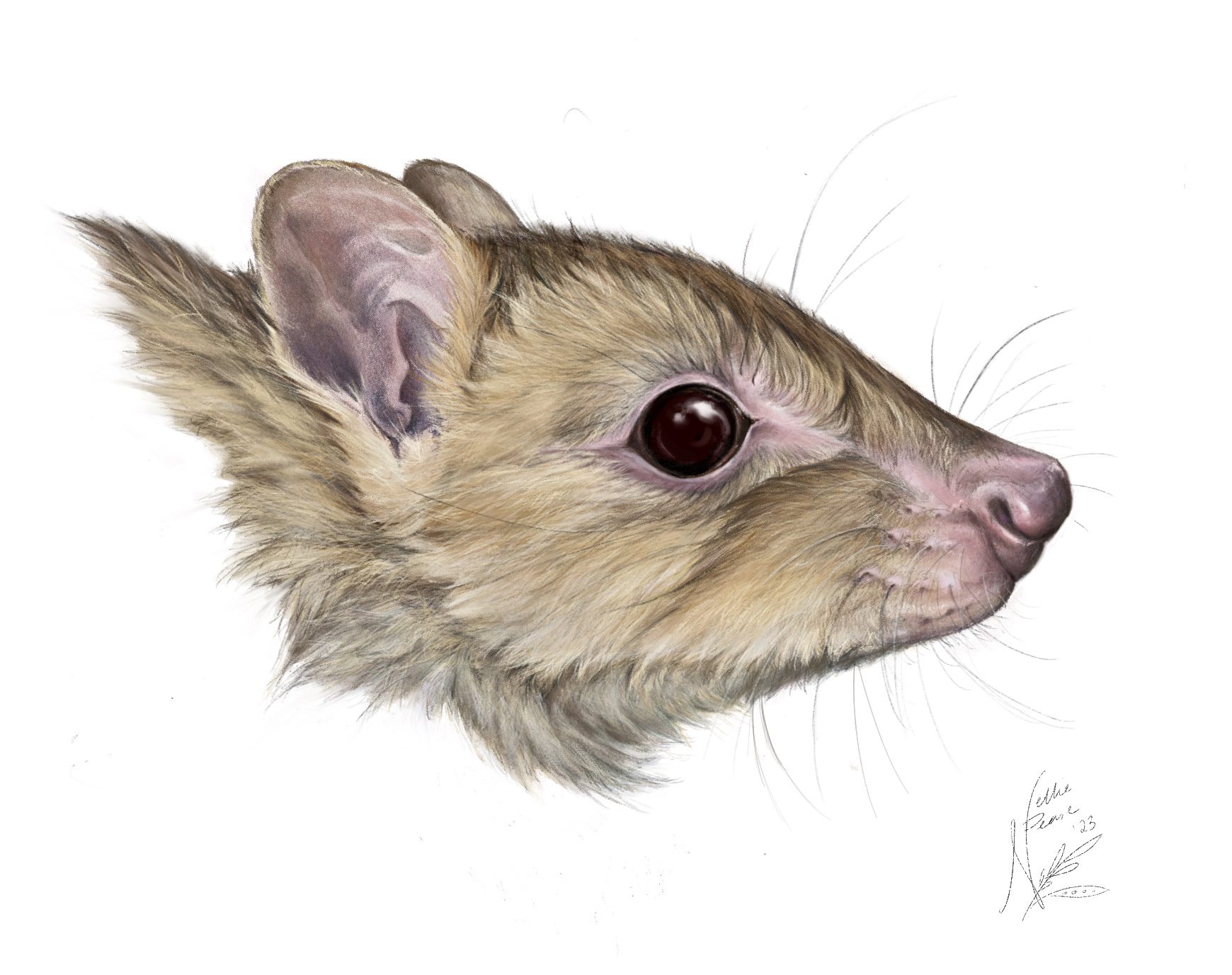 Image for New research uncovers a ‘ghost’ of the Australian bush