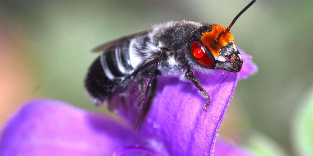 Burning issue: study finds fire a friend to some bees, a foe to others