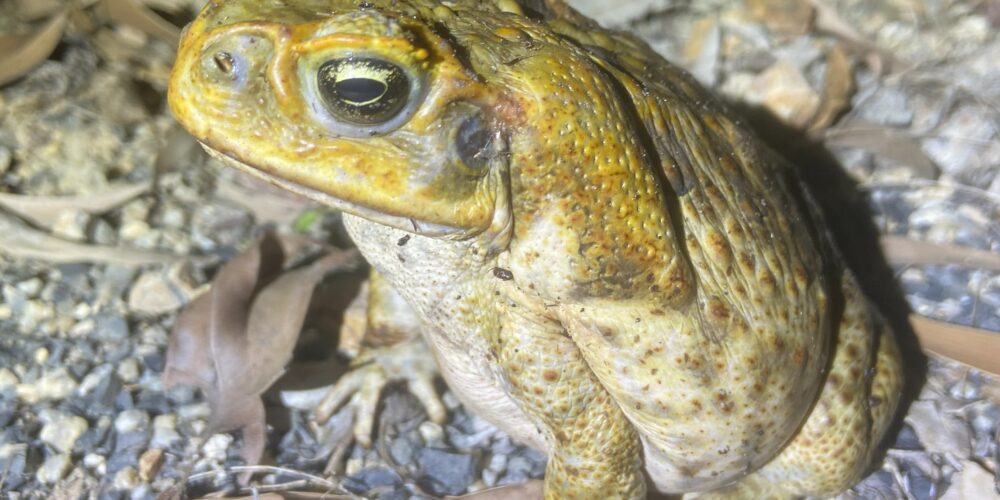 New study reveals devastating impact of cane toads approaching the Pilbara