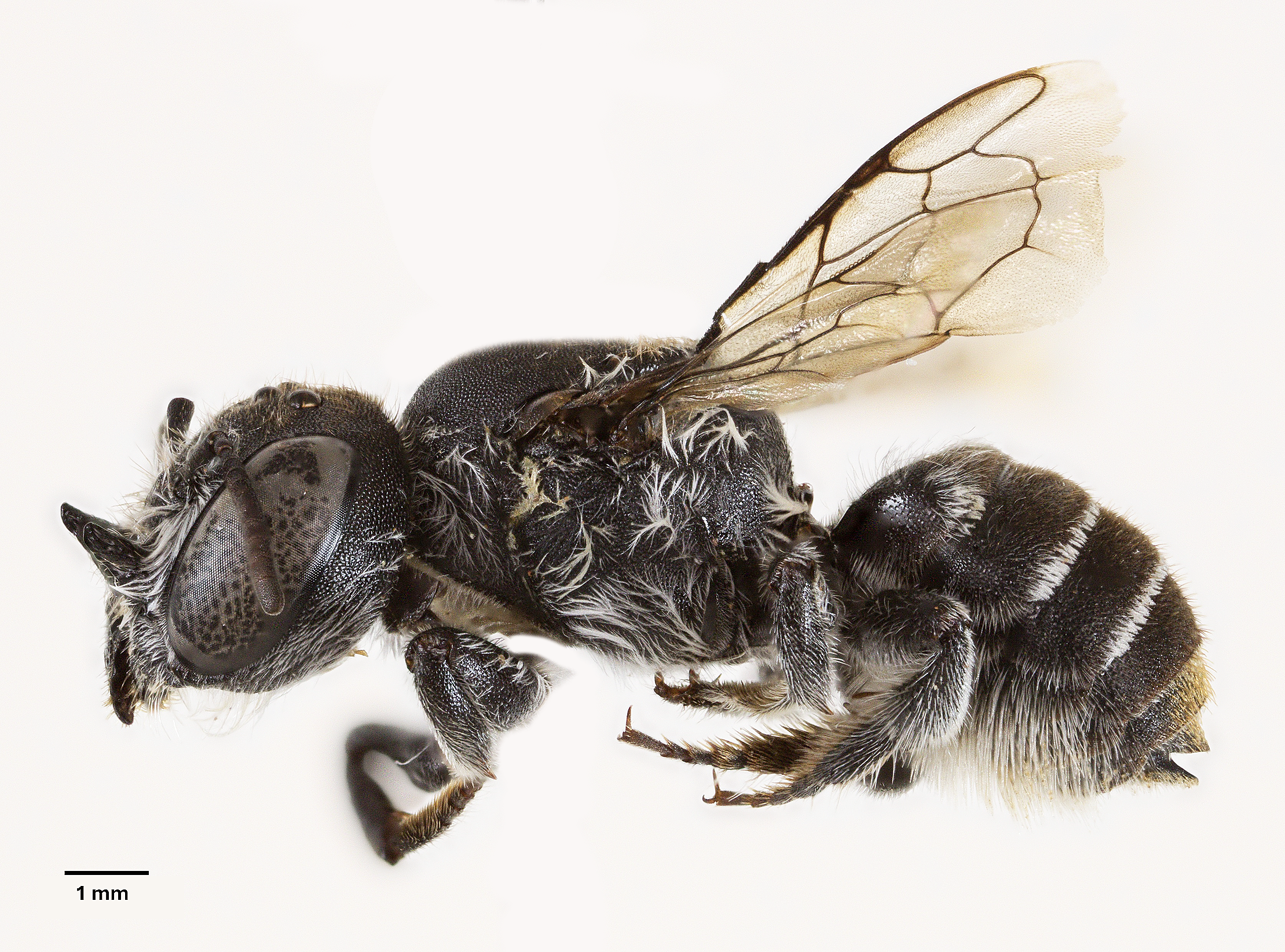 Devilishly distinctive new bee species discovered in WA Goldfields
