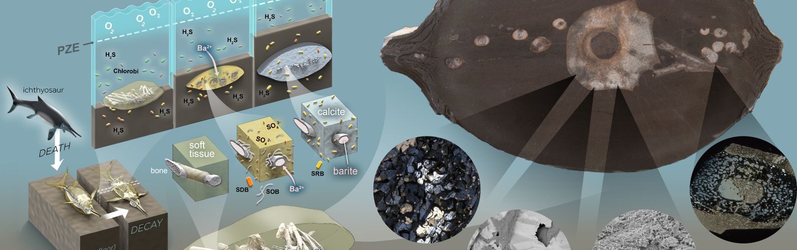 Scientists uncover the secret behind perfectly 3D preserved ‘sea reptile’ fossils