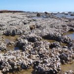 176-year oyster mystery spanning WA and the Indo-Pacific solved by DNA
