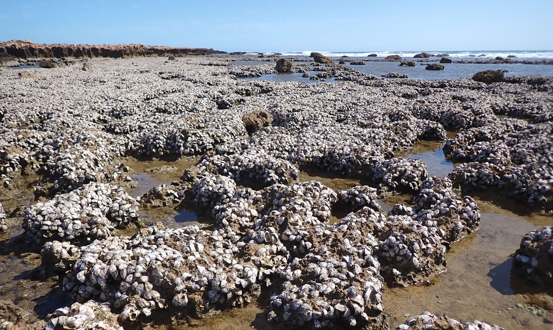 Image for 176-year oyster mystery spanning WA and the Indo-Pacific solved by DNA