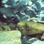 Ancient shipwreck cargo reveals surprising global trade secrets of the 1600s