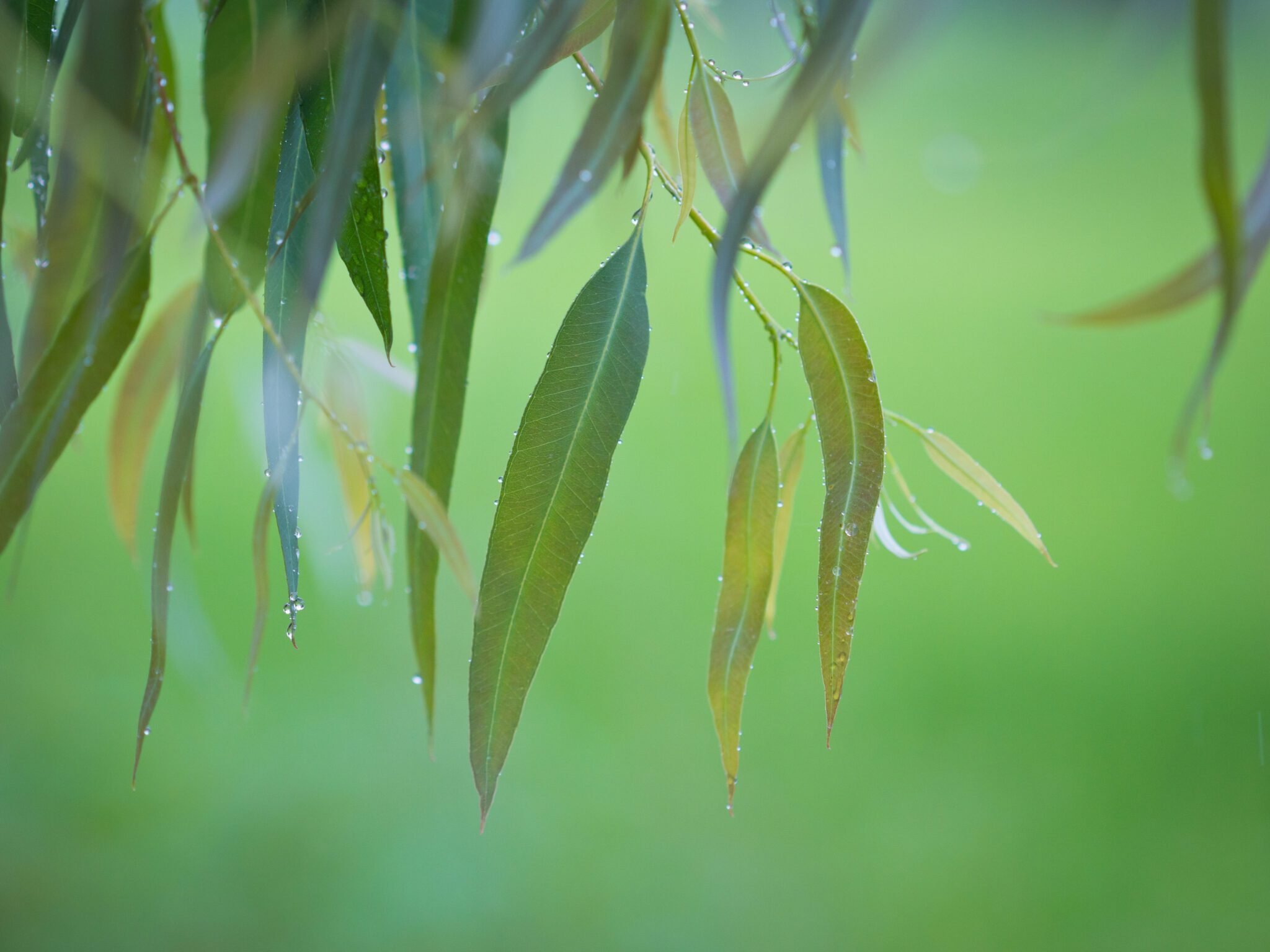 Image for Join weekly meditation classes