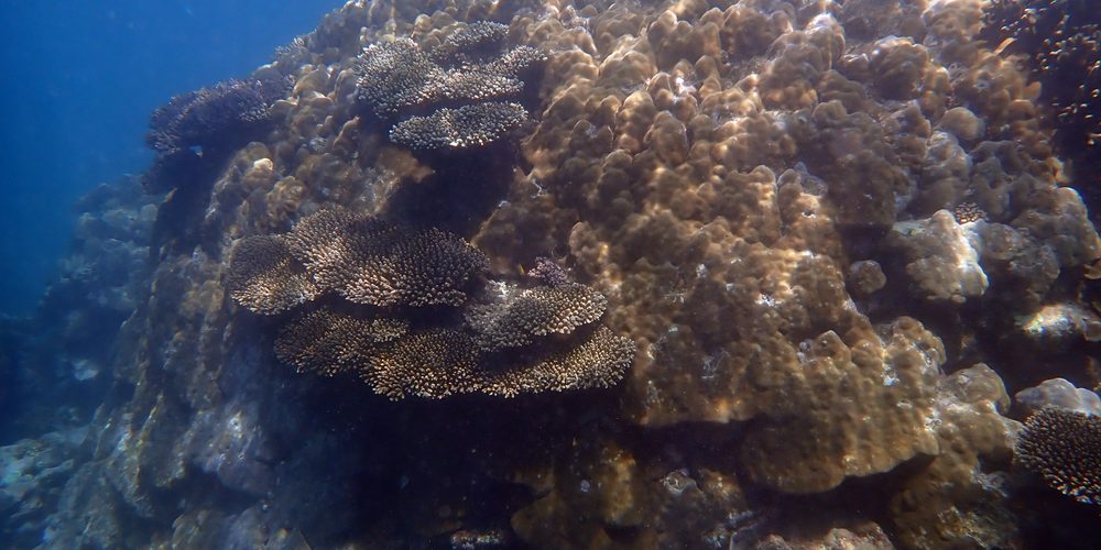 New insights into coral reproductivity could help protect Australia’s reefs