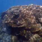 New insights into coral reproductivity could help protect Australia’s reefs