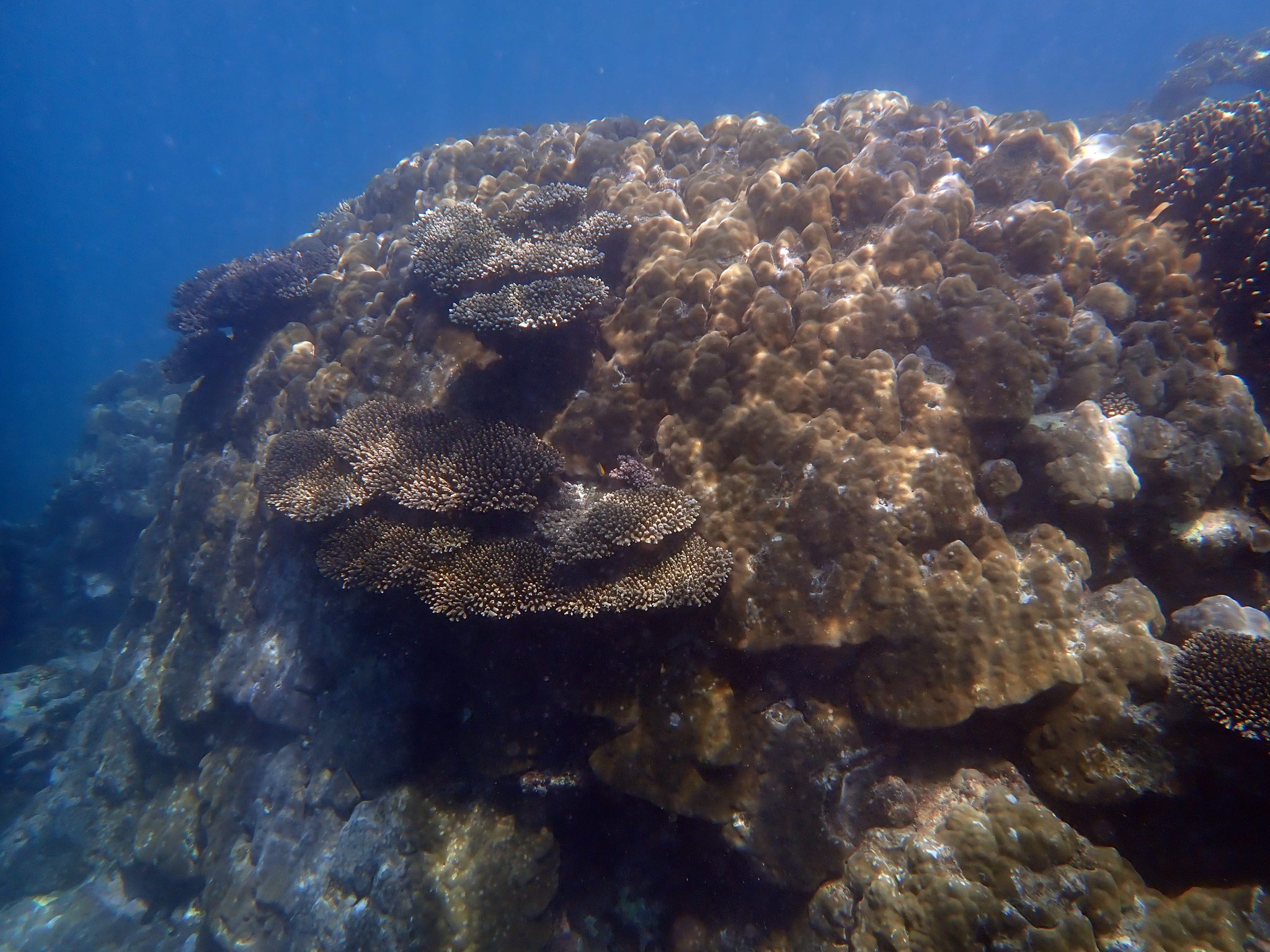 Image for New insights into coral reproductivity could help protect Australia’s reefs