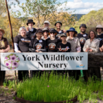 Curtin Volunteers at York Wildflower Nursery