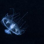 Invasive freshwater jellyfish