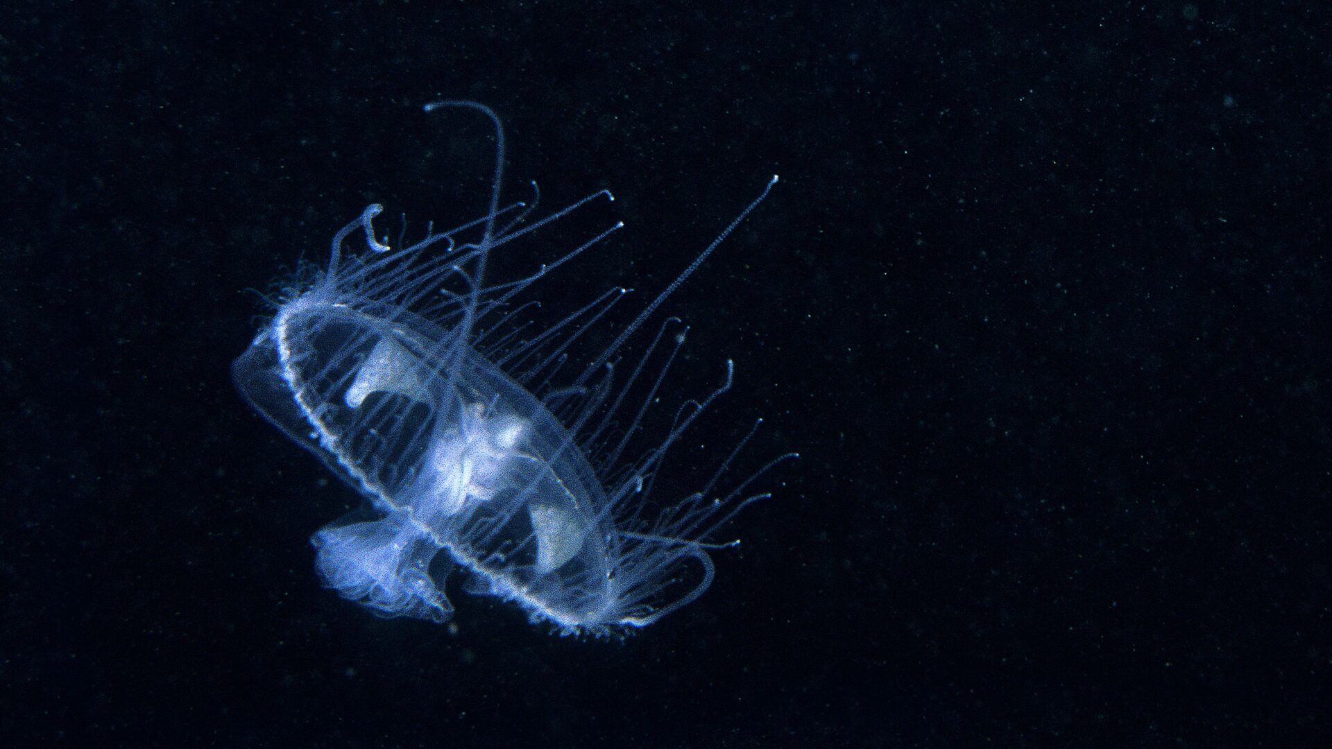 Wild discoveries unearthed in Curtin’s global BioBlitz