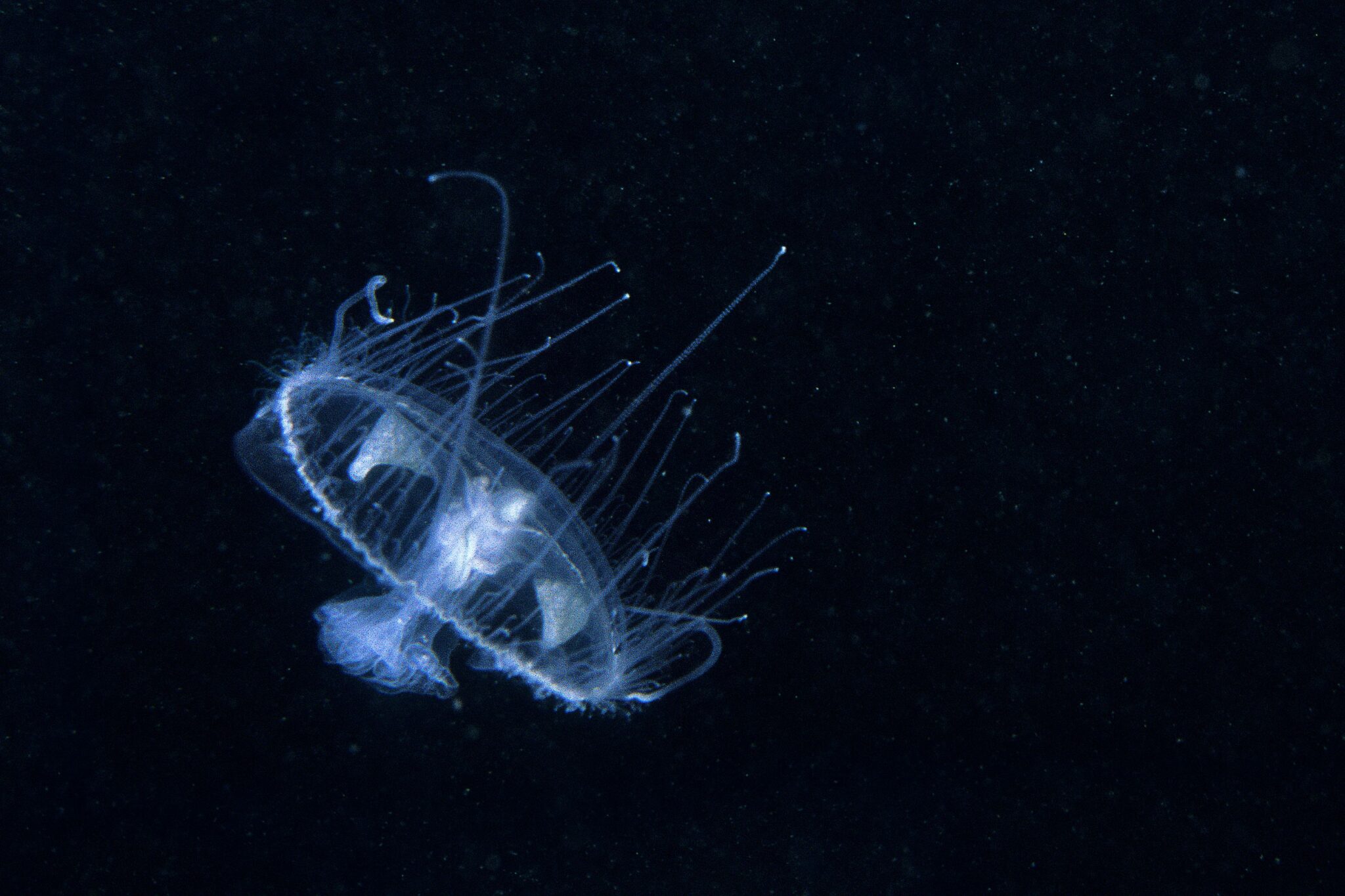 Invasive freshwater jellyfish