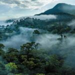 Ancient Australian landmass helped seed Southeast Asia’s tropical forests