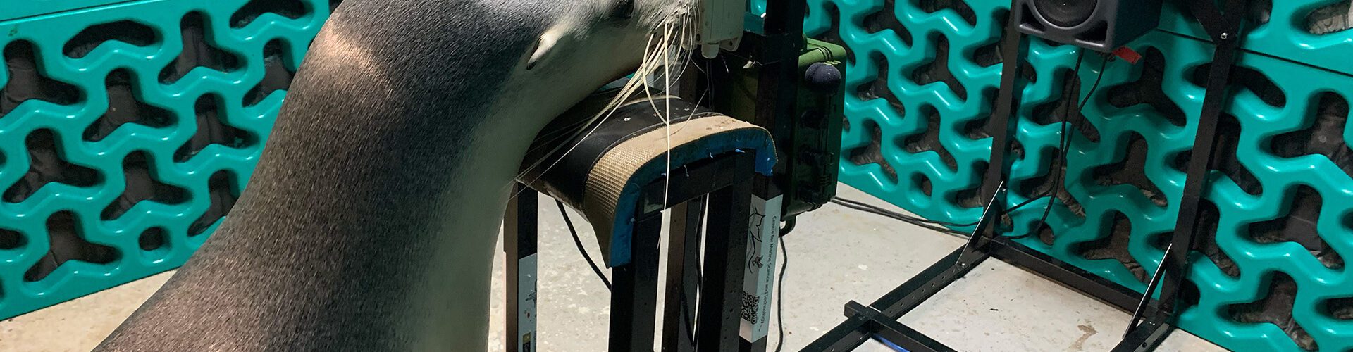 Hearing tests reveal how sea lions and fur seals hear human-made noise