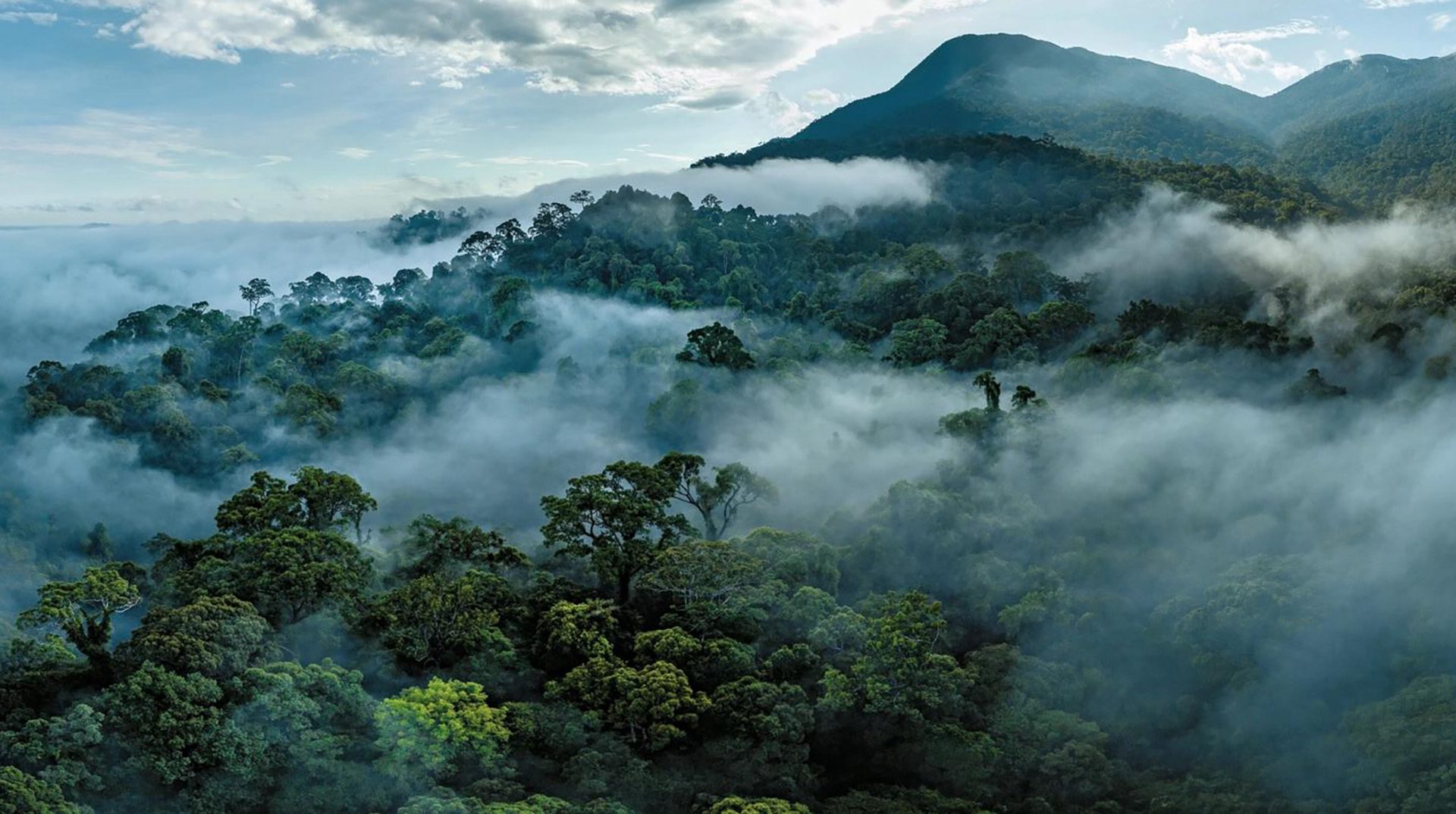Image for Ancient Australian landmass helped seed Southeast Asia’s tropical forests