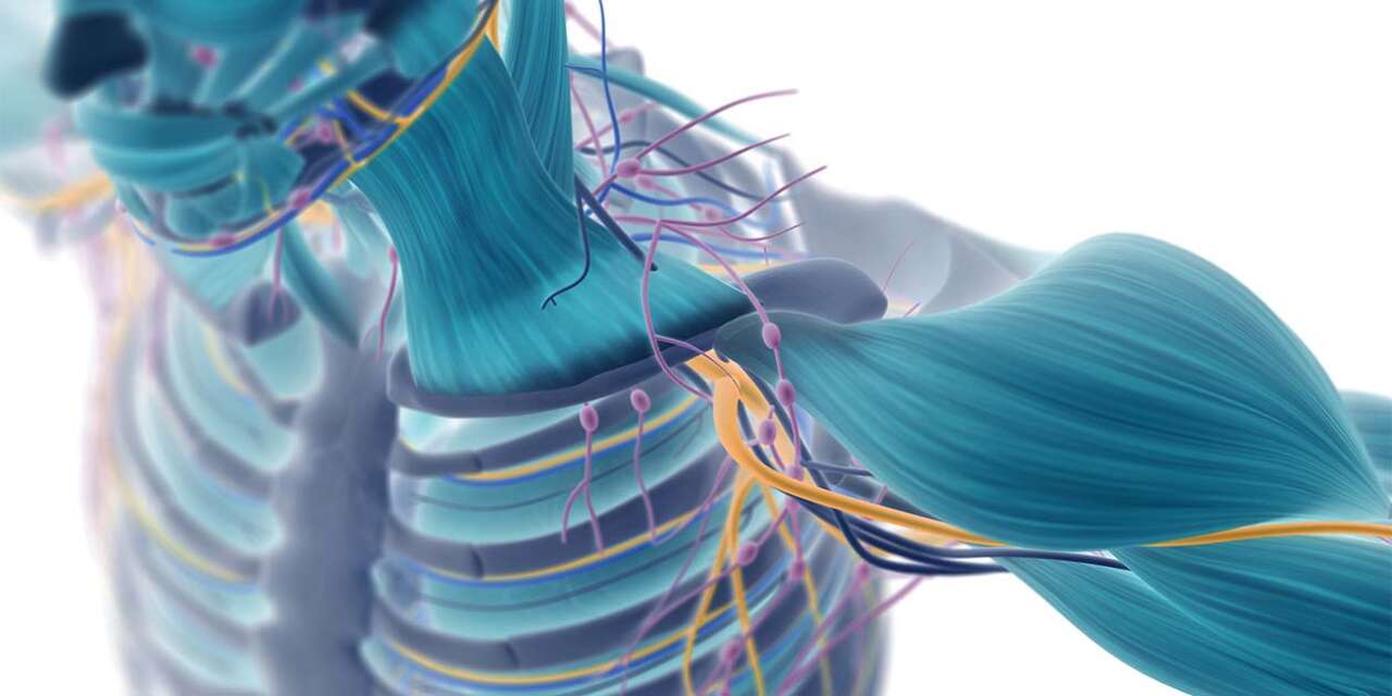 x-ray image of chest and shoulders