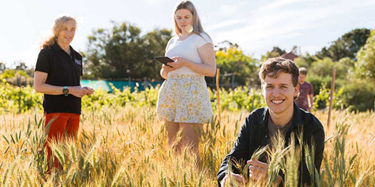 Three people standing in a field of grain
