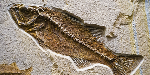 Fossil Of A Ocean Life