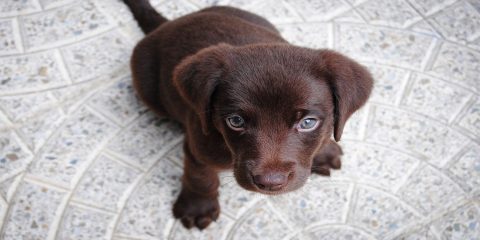 Results of dog cancer treatment trial raise hopes for human use