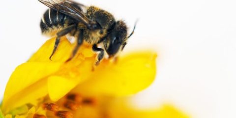 Curtin research finds first African carder bees to reach Western Australia