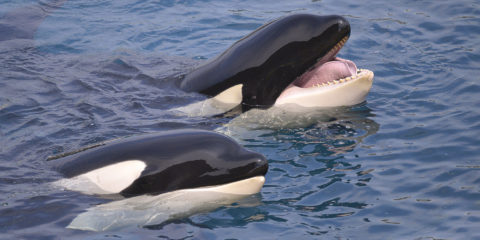 The Future Of: Killer whales