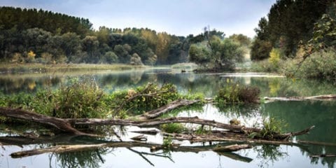 A river with trees falling downin it