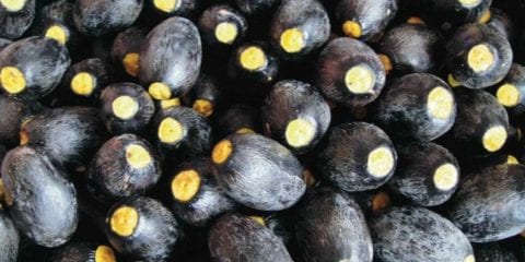 Obtaining extracts from valued plants in Malaysia