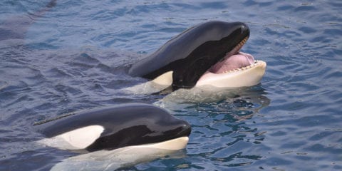 Killer Whales