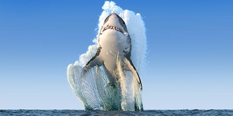 Shark jumping out of the water