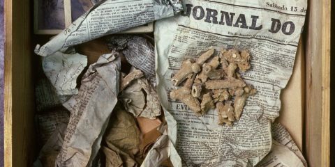 Ancient owl vomit helps Curtin researchers unpack prehistoric bone secrets