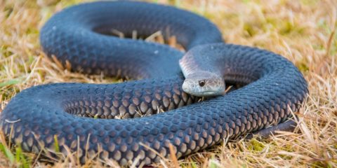 The Future Of: Snakes