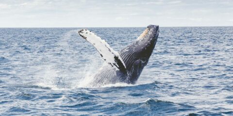 Study of marine noise highlights need to protect pristine Australian waters